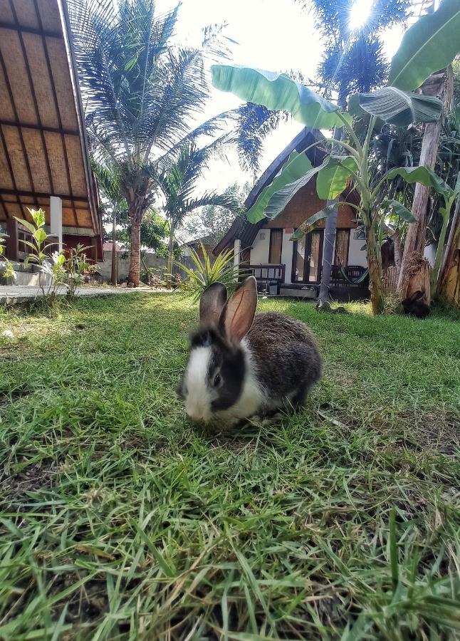 Follow The Rabbit Bungalow Gili Air Exteriér fotografie