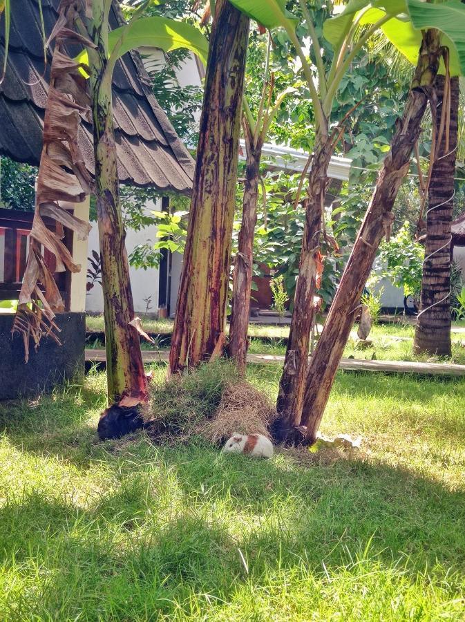 Follow The Rabbit Bungalow Gili Air Exteriér fotografie